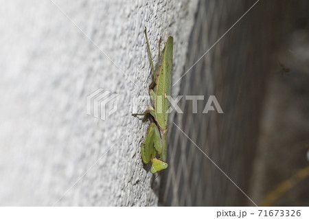 ハラビロカマキリ ハラビロカマキリ 71673326