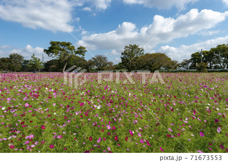 兵庫県武庫川河川敷のコスモス園 兵庫県武庫川河川敷のコスモス園 71673553