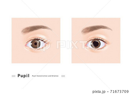 目 女性 顔 まつげ 二重 まぶた 眉毛 白目 瞳 イラスト リアル のイラスト素材