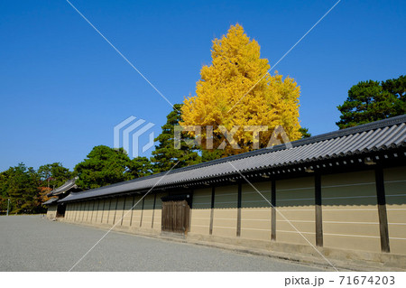 京都御所の城壁と大銀杏 71674203