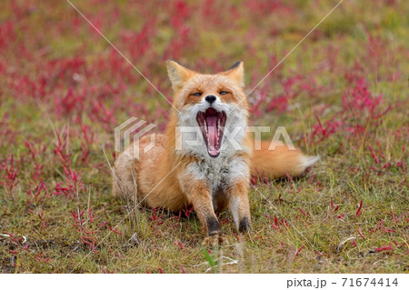 サンゴ草に囲まれて大きなあくびをするキタキツネ＠北海道 71674414