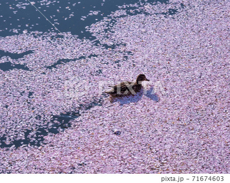 鴨と花筏 鴨と花筏 71674603