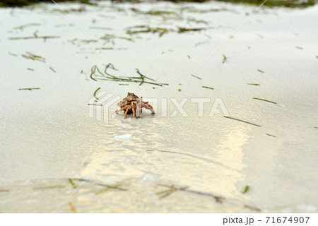 A hermit crab with a shell crawling on the white sand. 71674907