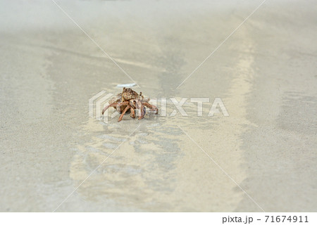 A hermit crab with a shell crawling on the white sand. 71674911