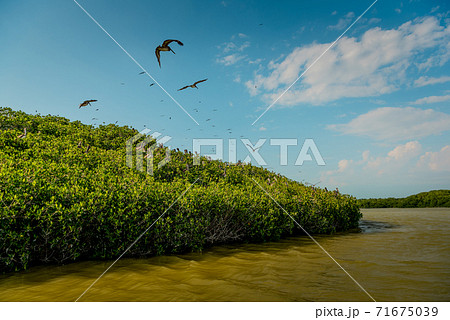 Pelicans and gulls in the mangroves in Celestun National Park. Mexico. 71675039