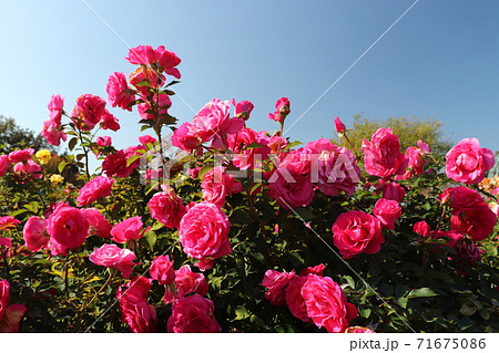 青空の下で咲く満開のピンクのバラ 品種名 ローズうらら の写真素材