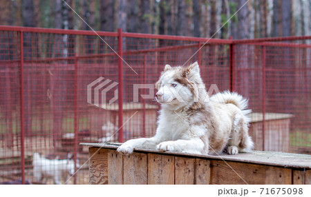 Siberian husky dog lying on a wooden house. The dog is lying, bored. Siberian husky dog lying on a wooden house. The dog is lying, bored. 71675098