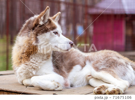 Siberian husky dog lying on a wooden house. The dog is lying, bored. Siberian husky dog lying on a wooden house. The dog is lying, bored. 71675106