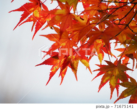 紅葉 紅葉 71675141