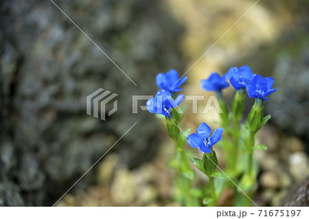 ベンチアナ・ベルナ ベンチアナ・ベルナ 71675197