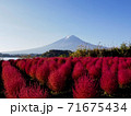 コキアと富士山の河口湖 71675434