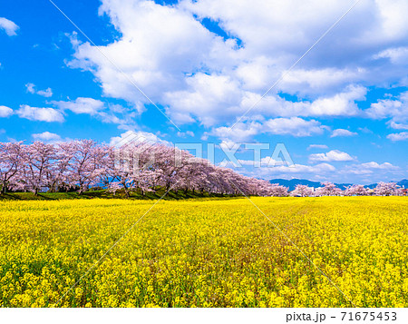 藤原宮跡の桜と菜の花の写真素材