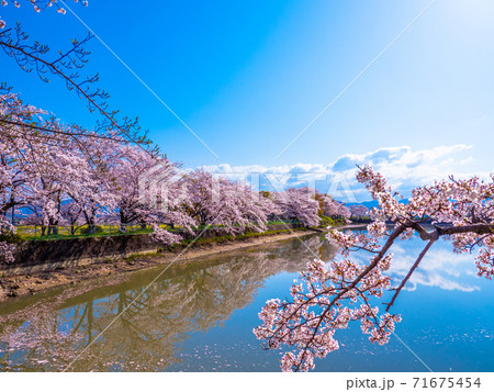 藤原宮跡の桜と池 藤原宮跡の桜と池 71675454