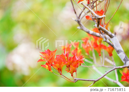 ドウダンツツジ 秋 紅葉 秋イメージ ドウダンツツジ 秋 紅葉 秋イメージ 71675851