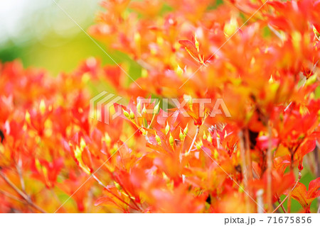 ドウダンツツジ 秋 紅葉 秋イメージ ドウダンツツジ 秋 紅葉 秋イメージ 71675856
