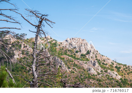 Old dry tree on the mountainside. Fallen pines on the steep slope of a high rocky mountain. High rocky mountains on blue sky background. Old dry tree on the mountainside. Fallen pines on the steep slope of a high rocky mountain. High rocky mountains on blue sky background. 71676017