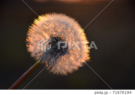 朝陽に輝くタンポポ　　日の出に輝くタンポポ　 71676194