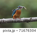 カワセミが小魚を捕る 71676304