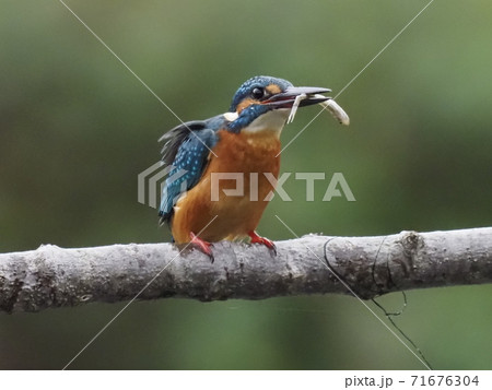 カワセミが小魚を捕る カワセミが小魚を捕る 71676304