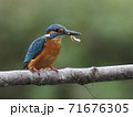 カワセミが小魚をくわえる 71676305