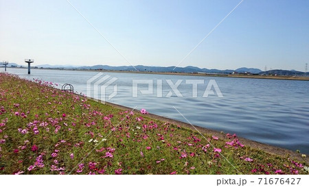 河川敷のコスモス畑 71676427