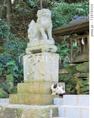 狛犬と猫 71676434
