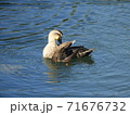 カルガモ 71676732
