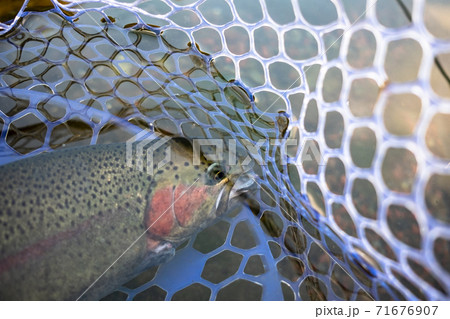 婚姻色の鮮やかなニジマス 71676907