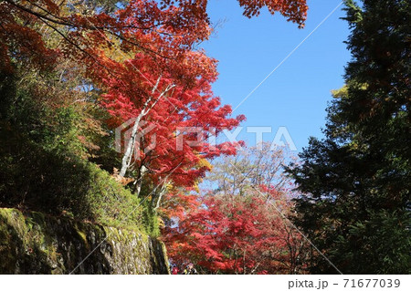 奈良県 吉野山の紅葉 奈良県 吉野山の紅葉 71677039