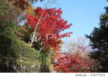 奈良県 吉野山の紅葉の写真素材