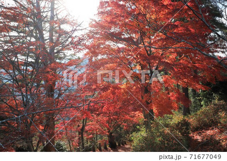 奈良県 吉野山の紅葉 奈良県 吉野山の紅葉 71677049