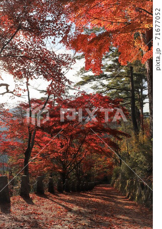 奈良県 吉野山の紅葉 奈良県 吉野山の紅葉 71677052