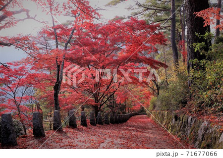 奈良県 吉野山の紅葉 奈良県 吉野山の紅葉 71677066