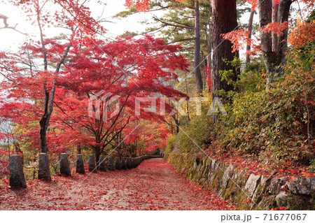 奈良県 吉野山の紅葉 奈良県 吉野山の紅葉 71677067