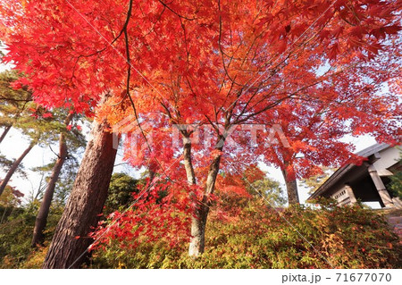 奈良県 吉野山の紅葉 奈良県 吉野山の紅葉 71677070