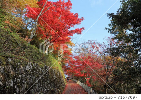 奈良県　吉野山の紅葉 71677097