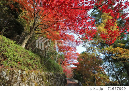 奈良県 吉野山の紅葉の写真素材