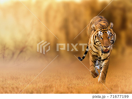 Tiger, walking in the golden light Is a wild animal hunting Summer in hot, dry areas and beautiful tiger structures 71677199