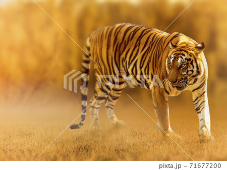 Tiger, walking in the golden light Is a wild animal hunting Summer in hot, dry areas and beautiful tiger structures 71677200