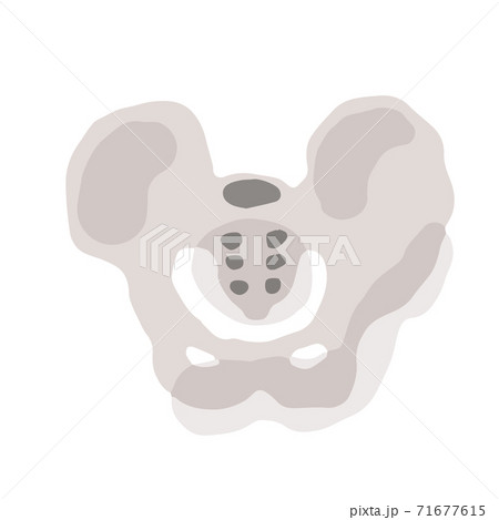 Human pelvis; Hand drawn vector illustration like woodblock print 71677615