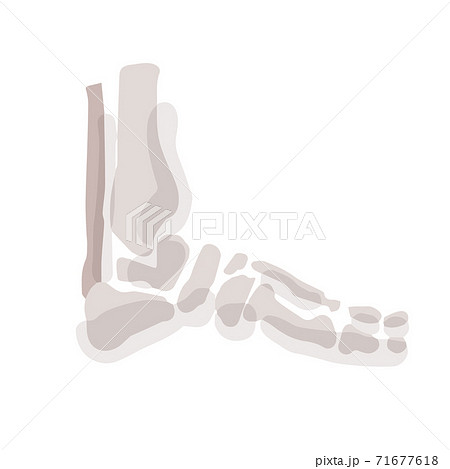 Human foot bones; Hand drawn vector illustration like woodblock print 71677618