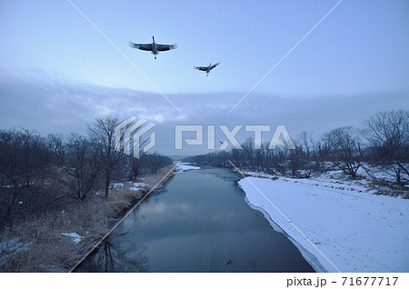 タンチョウのねぐら立ち(北海道) タンチョウのねぐら立ち(北海道) 71677717
