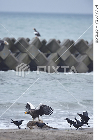 エゾシカの亡骸に群れるオオワシとカラス(北海道) エゾシカの亡骸に群れるオオワシとカラス(北海道) 71677764