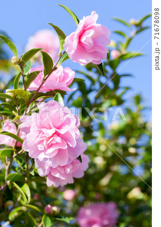 晴れた日の青空をバックに撮った山茶花、サザンカ 晴れた日の青空をバックに撮った山茶花、サザンカ 71678098