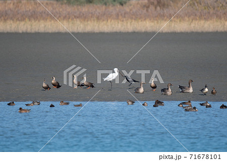秋、中洲のカルガモとヒシクイとヘラサギ 71678101