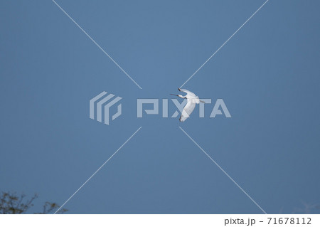 大空を舞うヘラサギ03 大空を舞うヘラサギ03 71678112