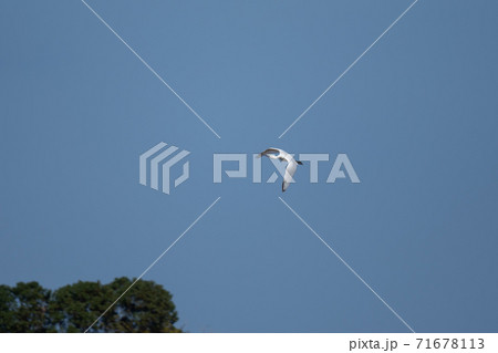 大空を舞うヘラサギ04 71678113