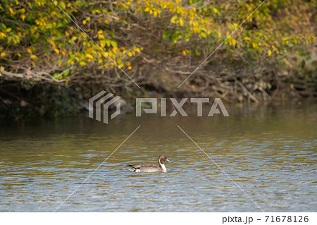 紅葉とオナガガモ 紅葉とオナガガモ 71678126