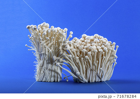 Harvest Edible Enokitake Mushroom on Blue Background 71678284