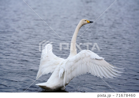 羽を広げる白鳥　1羽のオオハクチョウ 71678460